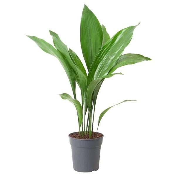 ASPIDISTRA en 3 Lts