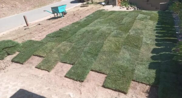 40 M2 DE CESPED EN CHAMPA TIFWAY 419
