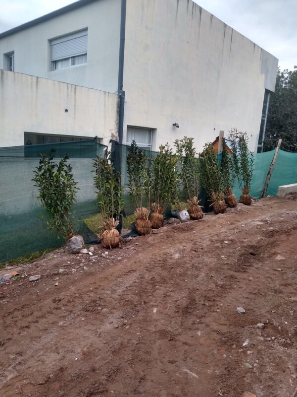 PHOTINIA FRASERI EN 20 Lts