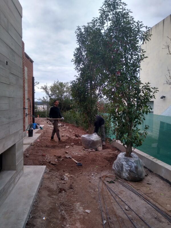 PHOTINIA EJEMPLAR 100 Lts