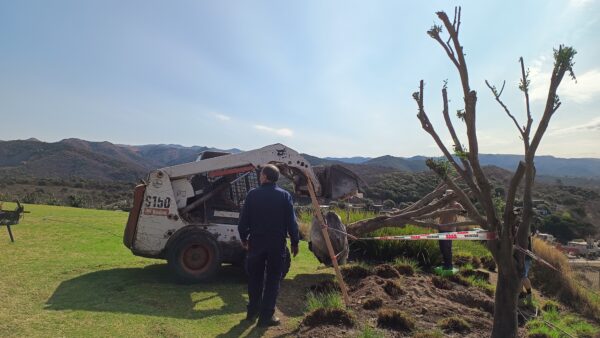 árbol plantado en barrio Q2