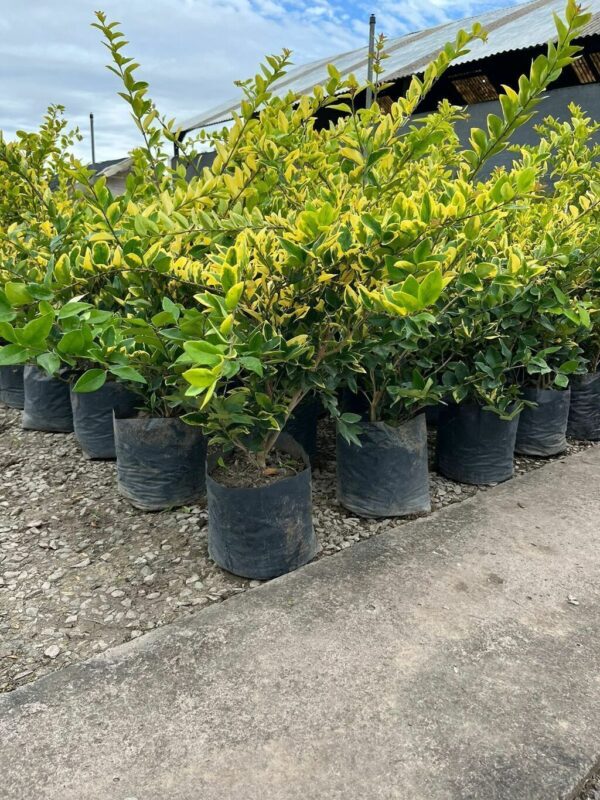 OLEA TEXANA EN 10 Lts